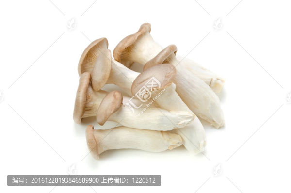 大王小號(hào)菇