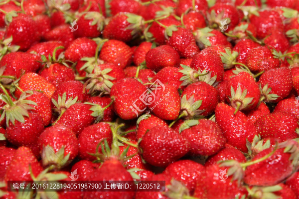 草莓-匯圖網(wǎng) www.fosd68.com 草莓
