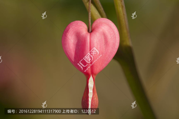 花荷包牡丹
