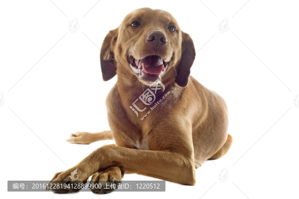 維茲拉犬