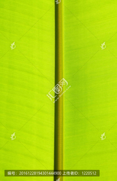 綠香蕉葉特寫
