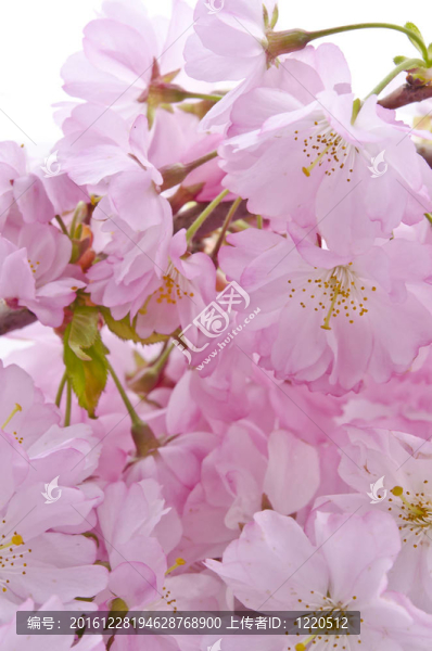 櫻花