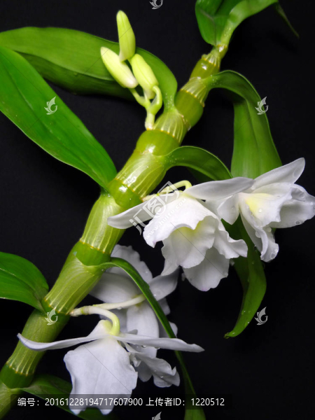 白蘭花