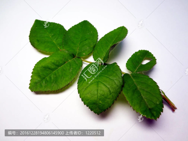 玫瑰綠片