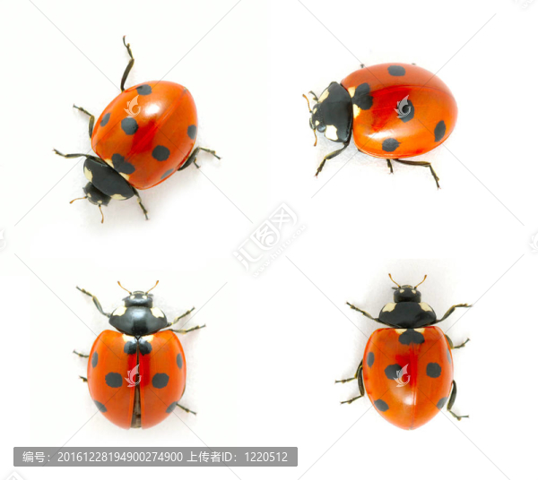 紅瓢蟲