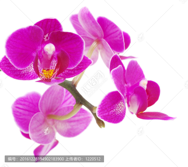 粉紅色的蘭花