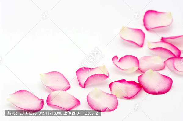 粉紅玫瑰的花瓣