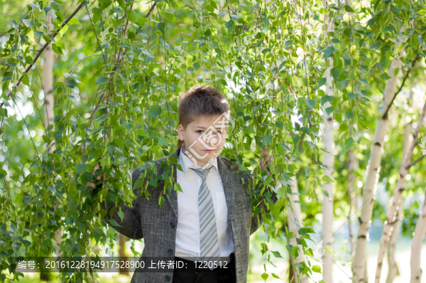 白樺林中的男孩
