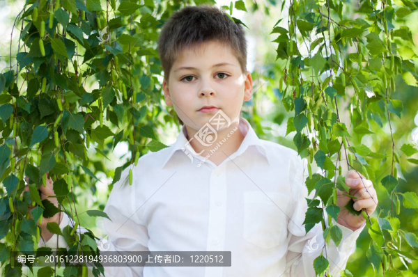 白樺林中的男孩