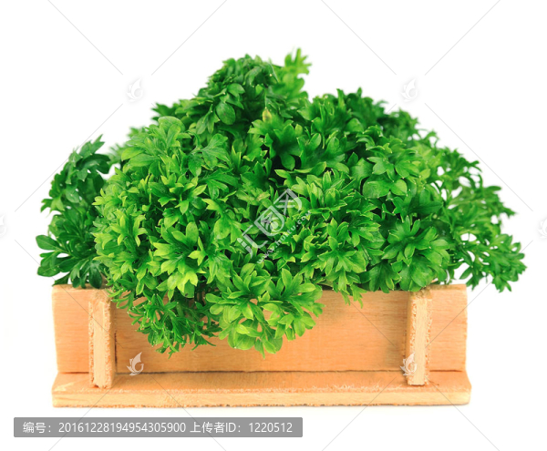 皺葉歐芹