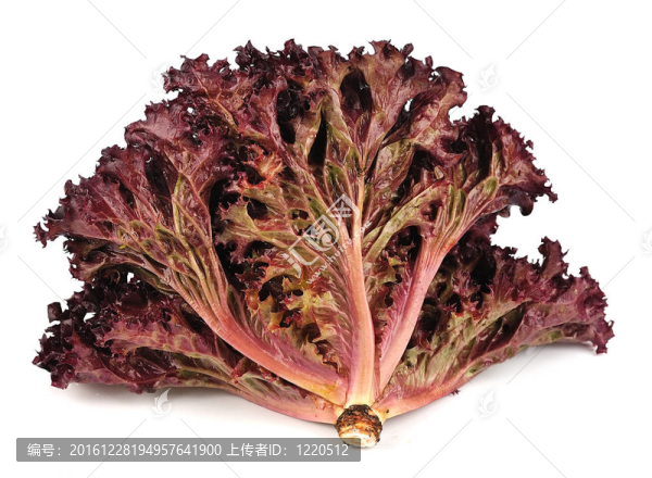 鮮紅生菜沙拉