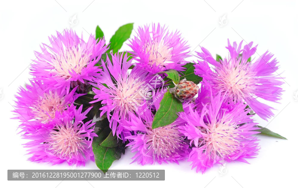 薊花