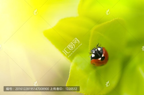 瓢蟲(chóng)