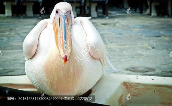鵜鶘彼德；米科諾斯島