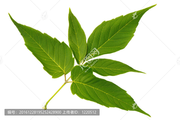 白色背景上的綠葉槭