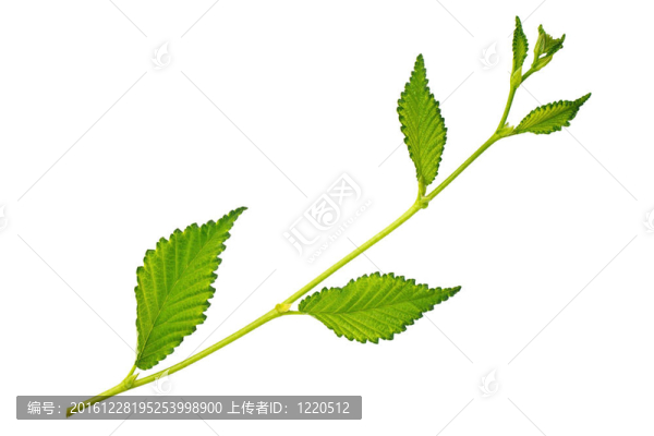 白色背景下的綠葉榆