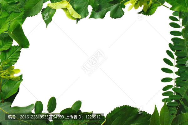 框架是由天然綠色葉子的白色背景