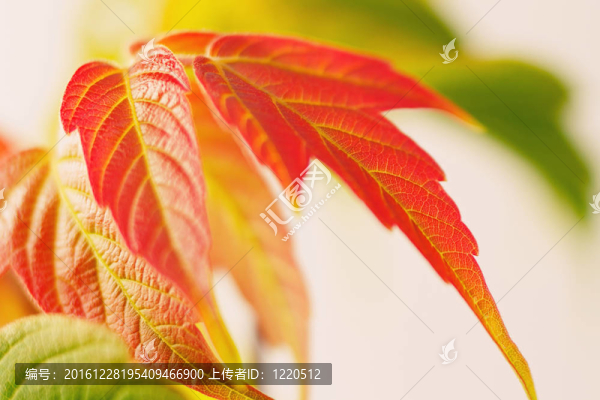 紅色和綠色的楓葉特寫