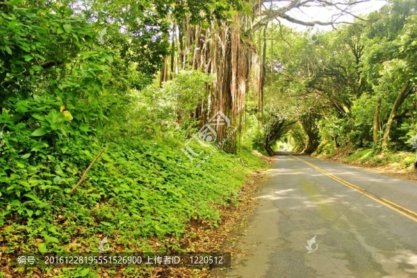 樹木覆蓋的公路