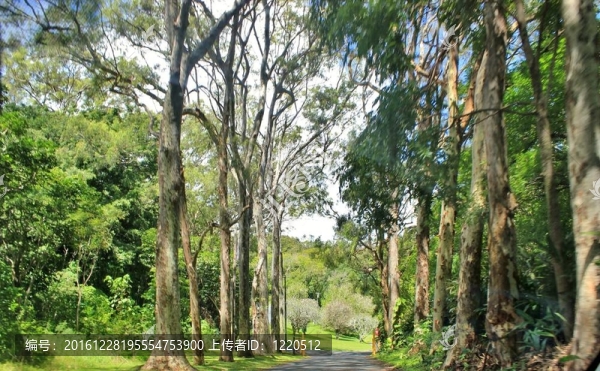 林蔭路