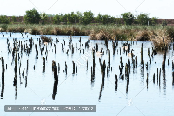 沼澤