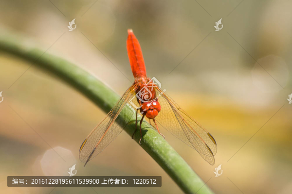 草葉上的蜻蜓