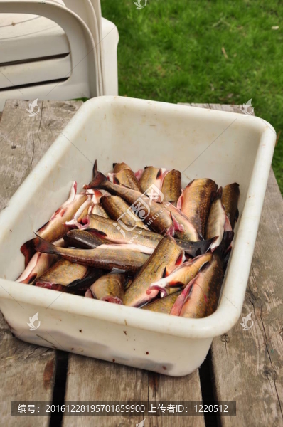 新鮮的鱒魚