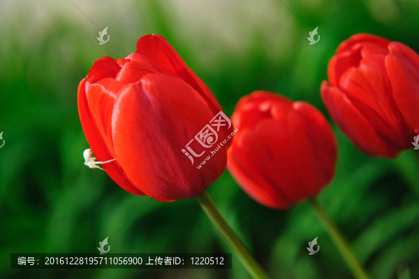 紅郁金香與白蜘蛛