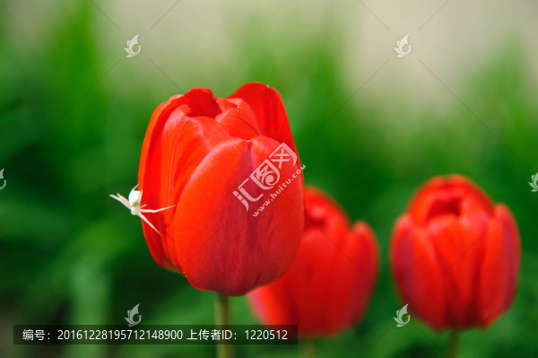 紅郁金香與白蜘蛛