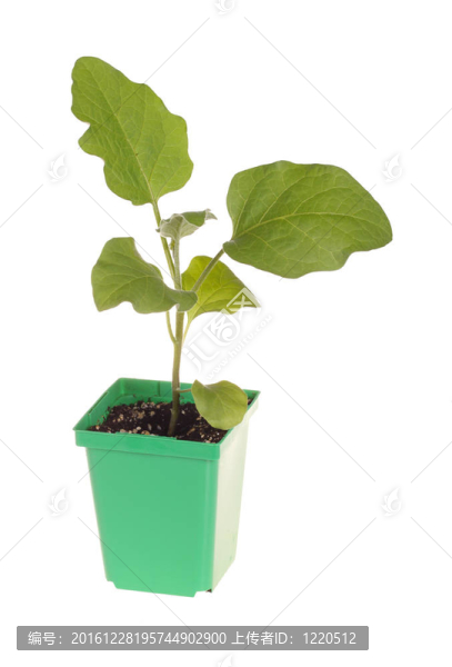 茄子苗移栽準(zhǔn)備