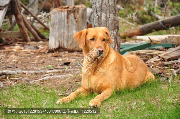 黃色拉布拉多獵犬
