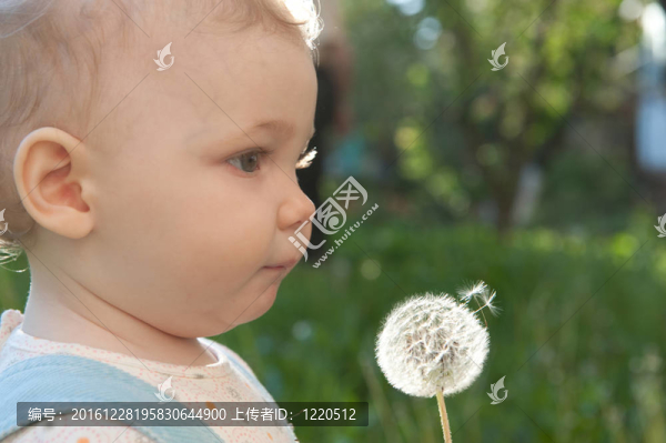 吹蒲公英