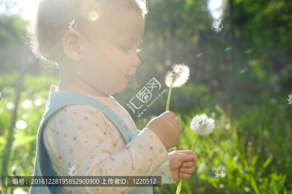 吹蒲公英