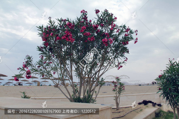 夾竹桃對(duì)死海海灘