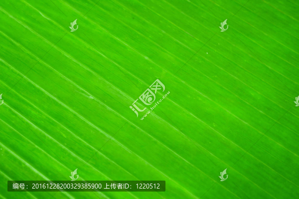 香蕉葉