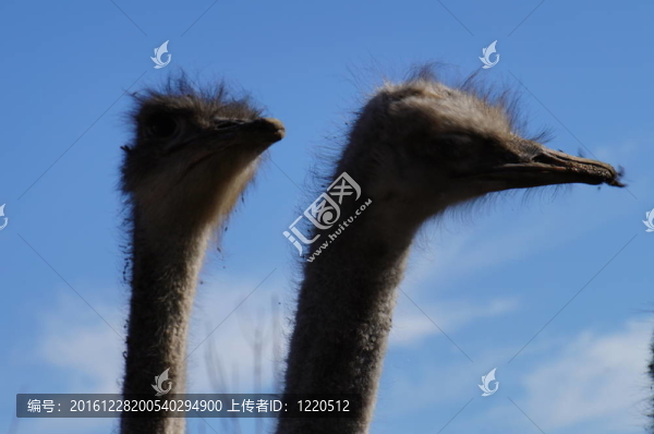 在鴕鳥(niǎo)農(nóng)場(chǎng)