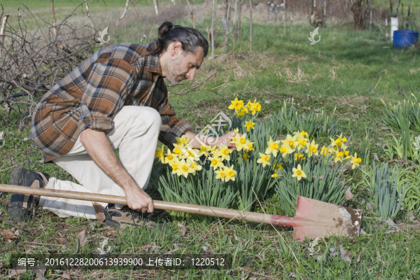 園丁與水仙花