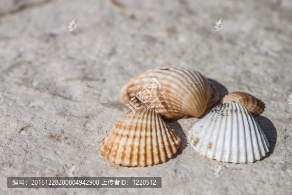在一個(gè)沙灘上的貝殼和海星