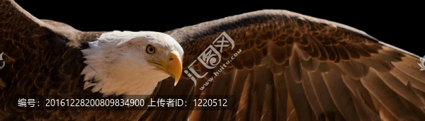 飛鷹