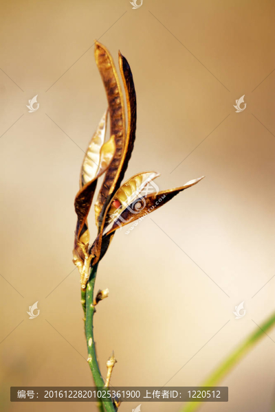 花的葉子和花瓣