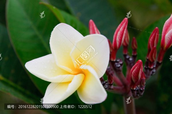 熱帶花卉；leelavadee