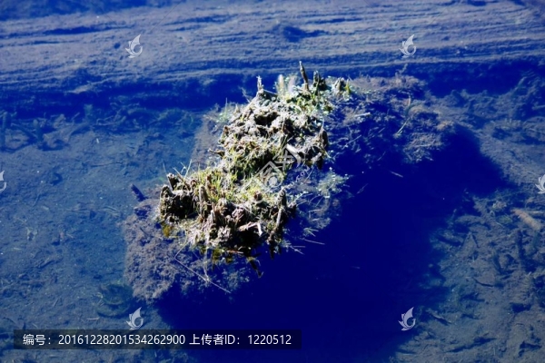 水上生長(zhǎng)著什么