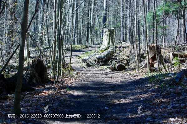 通過(guò)它的pathwsy