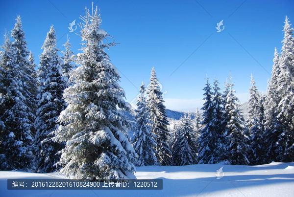 雪山森林