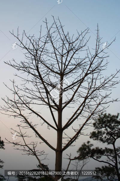 死樹