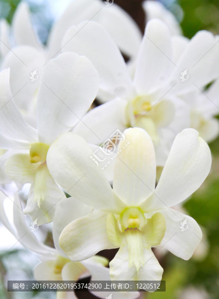 白蘭花花