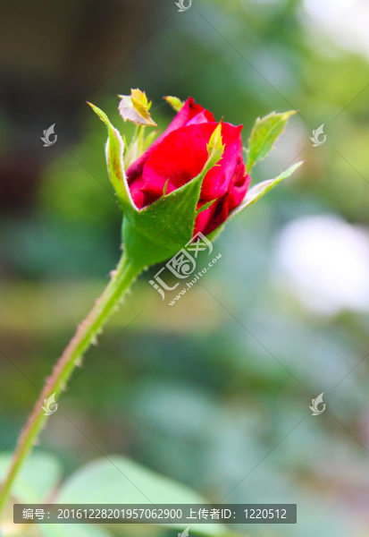 花園里的一朵紅玫瑰
