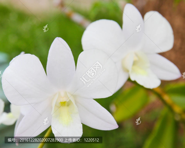 花園里的白色洋蘭