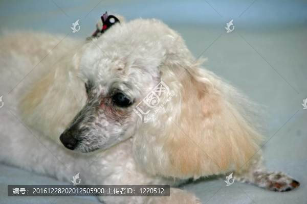 貴賓犬