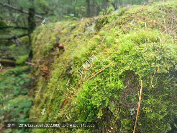 枯樹(shù)苔蘚